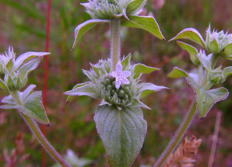 Mountain Mint – Pycnanthemum muticum- Live Starter Plant- FREE SHIPPING!!!