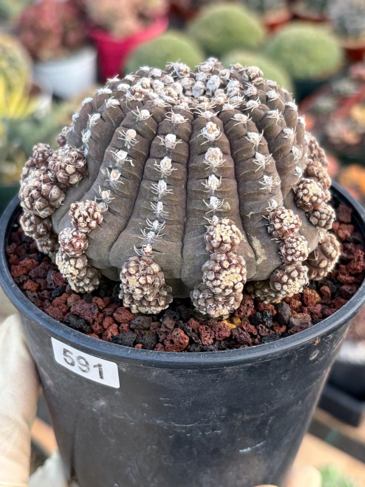 Gymnocalycium Ragonesei Cluster Rare Seedgrown UFO Form Live Cactus Succulent