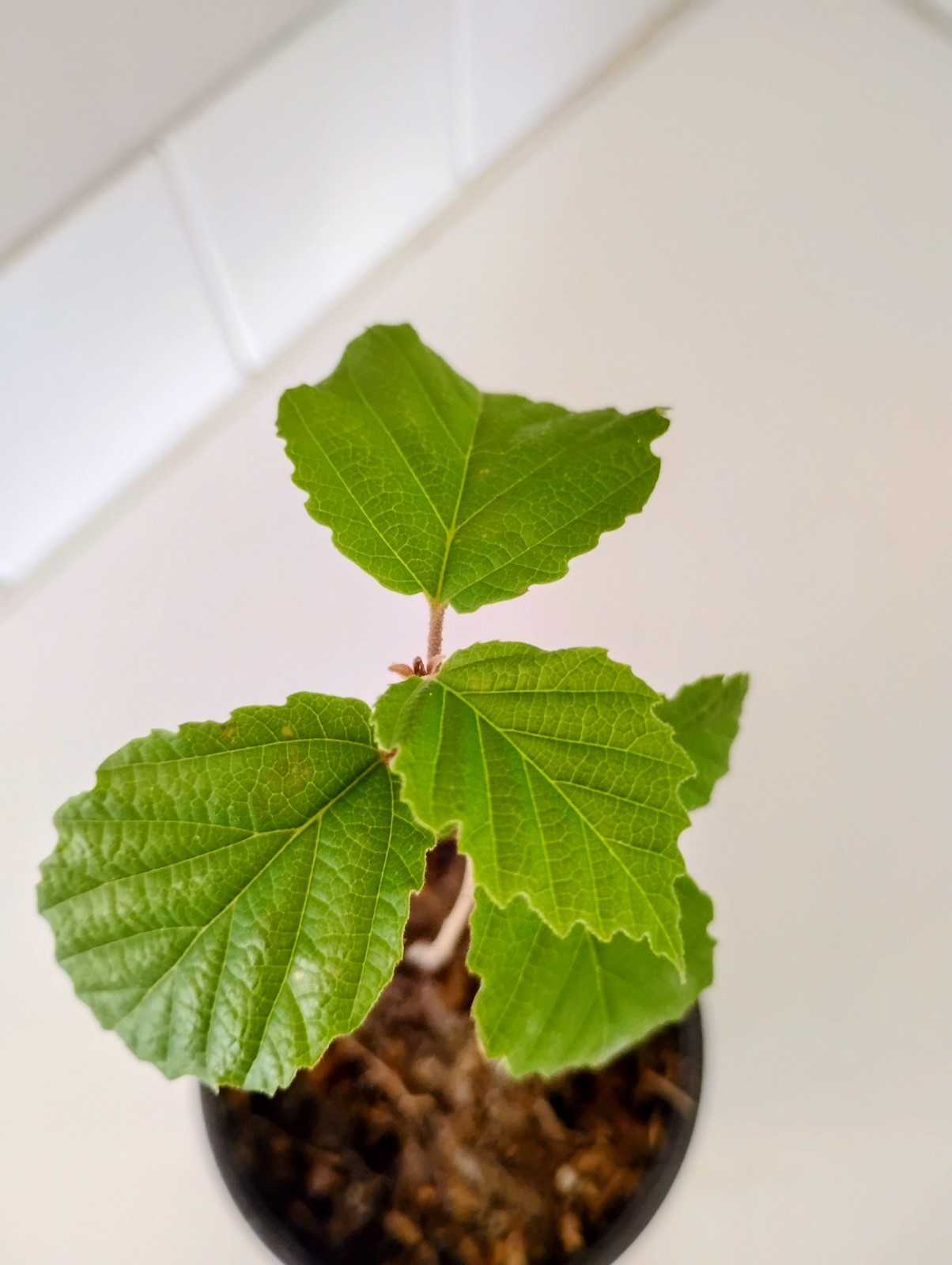 American Witch Hazel Shrub, 1 Quart Pot.