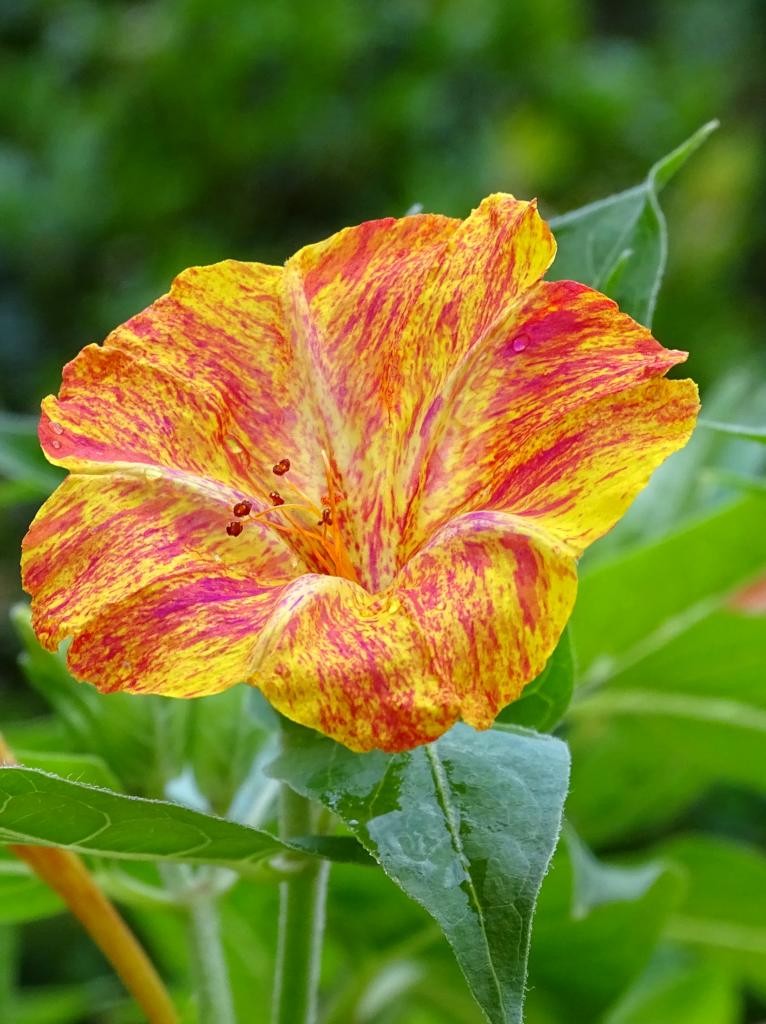 Marvel of Peru Four O Clock Seeds | Color Changing Rainbow Mix Flower Seed 2025