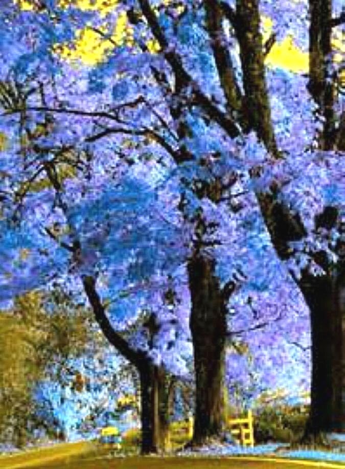 Royal Empress Tree Seeds – Very Fast Growing- Beautiful Flowers 50+ Seeds
