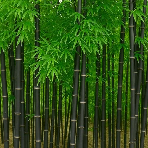 300+ Black Bamboo Seeds for Planting – Exotic Fast Growing Ornamental Grass