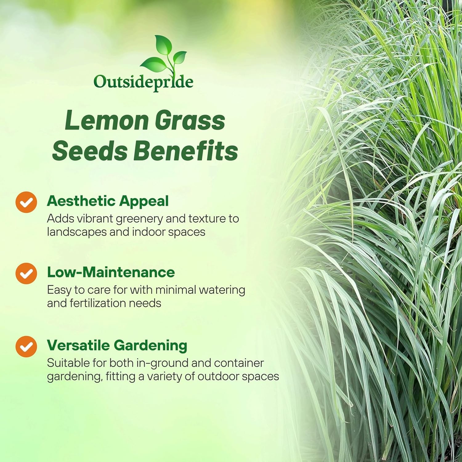 2000 Seeds Lemon Grass Seeds For Planting – Cymbopogon Flexuosus Ornamental