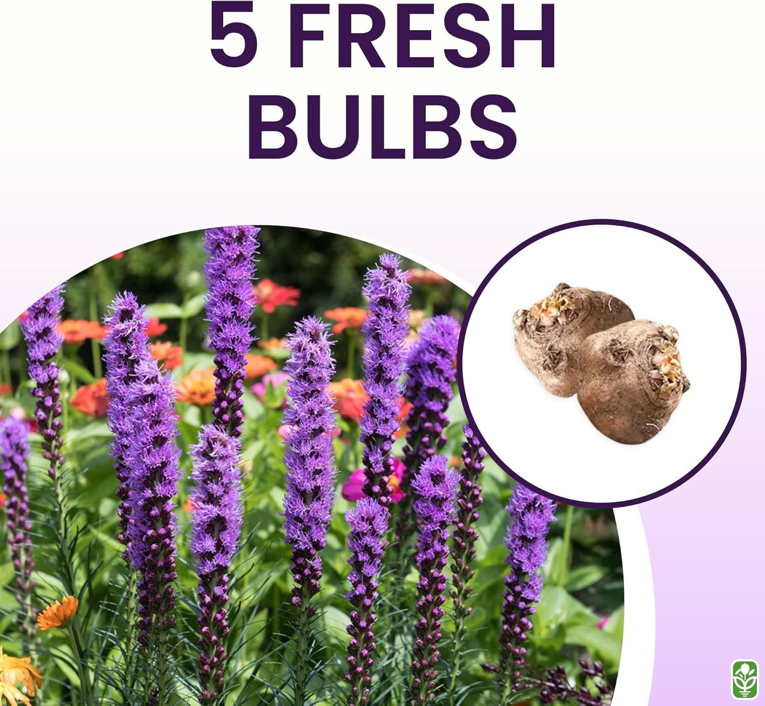 Purple Blazing Star – 5 Fresh Bulbs – Liatris Spicata Flower Bulb – Perennial…