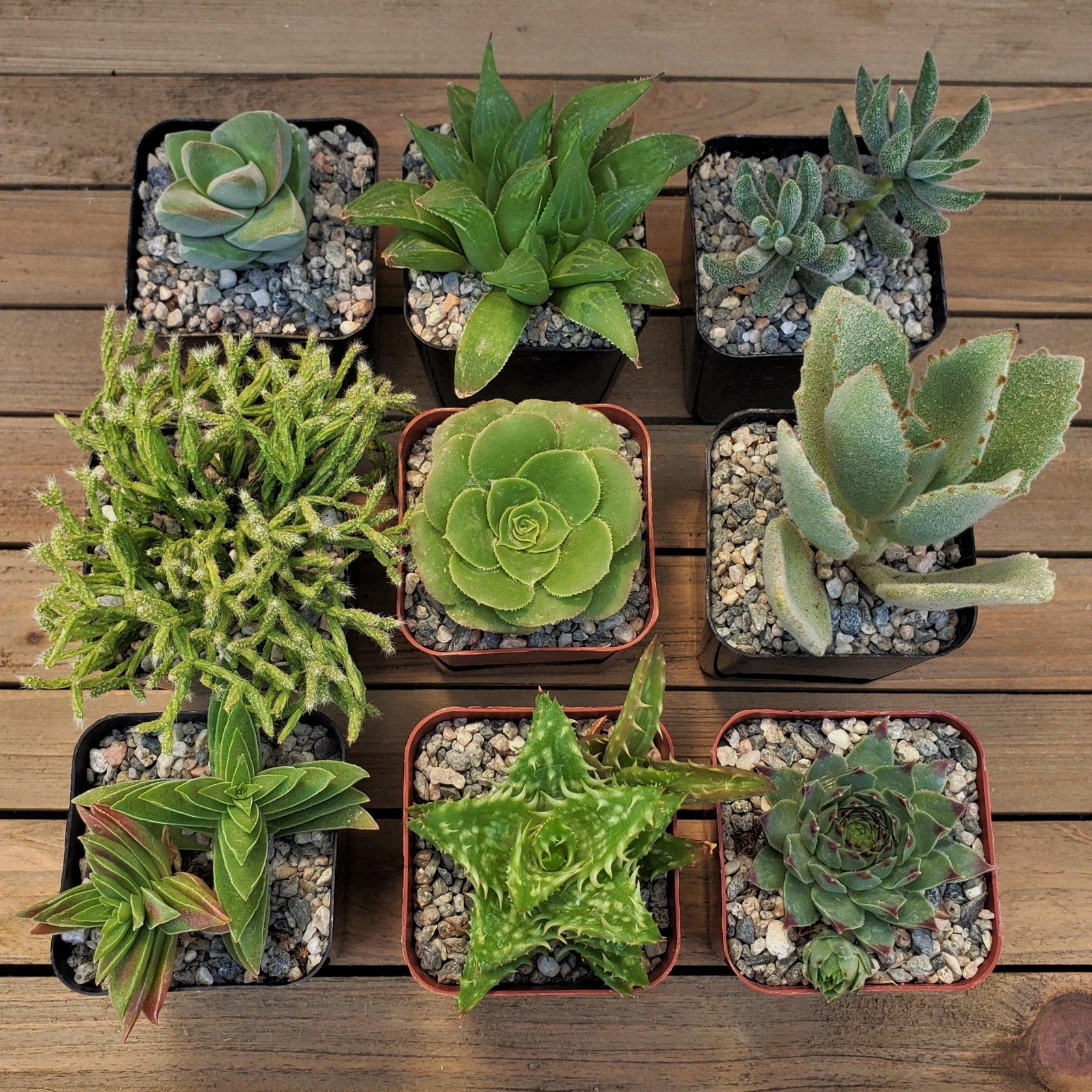 Green Garden 2-Inch Succulents (9-Pack) cactus Cacti Succulent real live plant