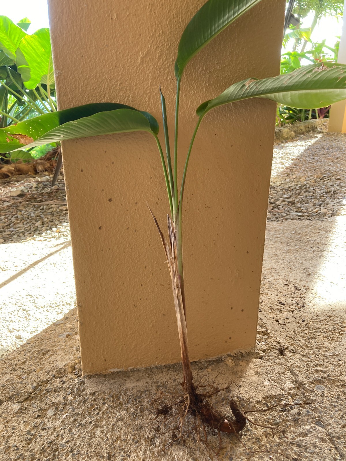 Heliconia Latispatha Red Gyro- Live plants up to 12″ and/or rhizomes