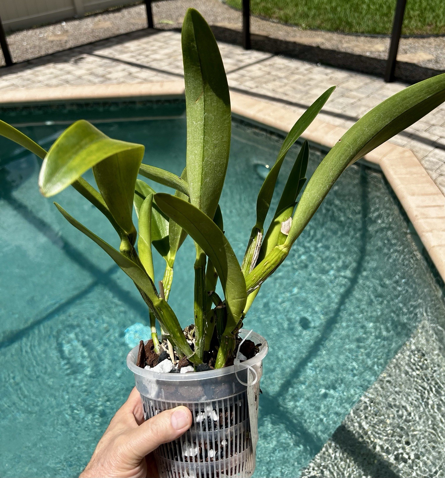 Cattleya Sierra Skies ‘Leone’ BM/JOGA. Mature Division – New Growth