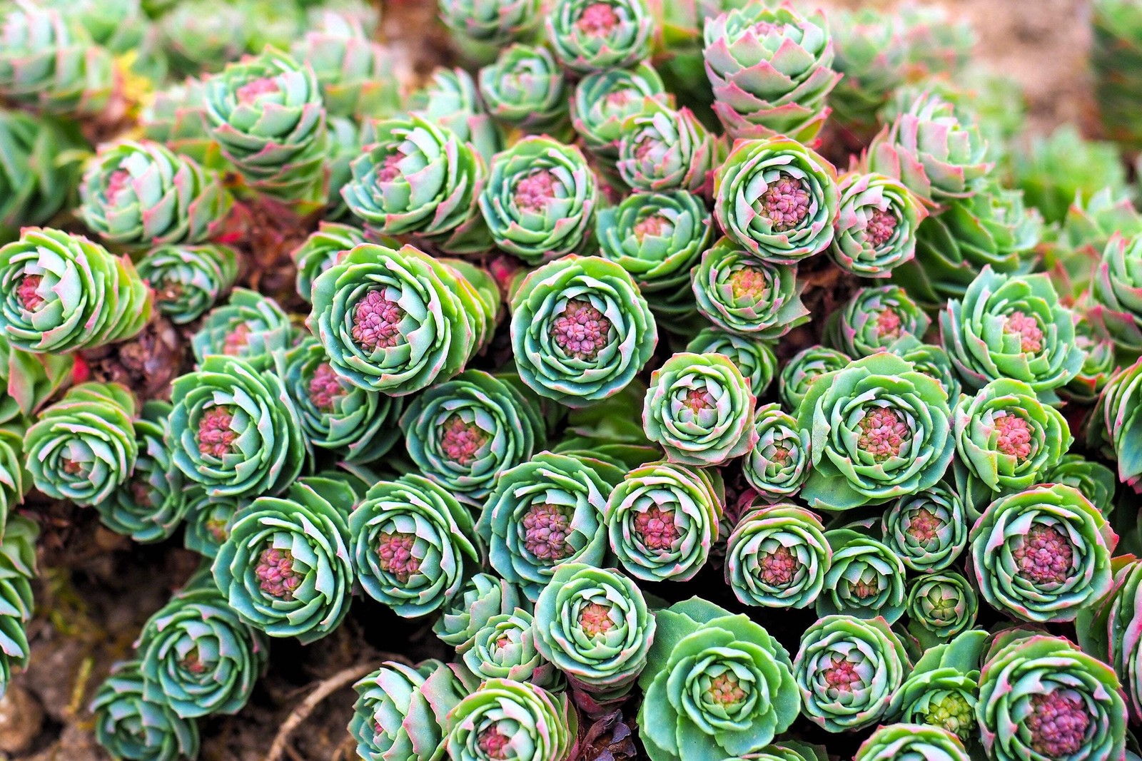25 ROSEROOT STONECROP Golden Rose Root Sedum Rhodiola Rosea Yellow Flower Seeds
