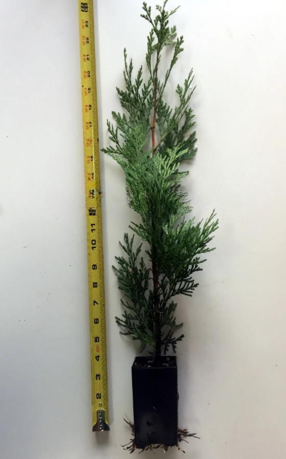 Live Incense Cedar Tree – 20–30″ Tall in 3.5″ Pot – No Ship to AK, HI, APO, PR