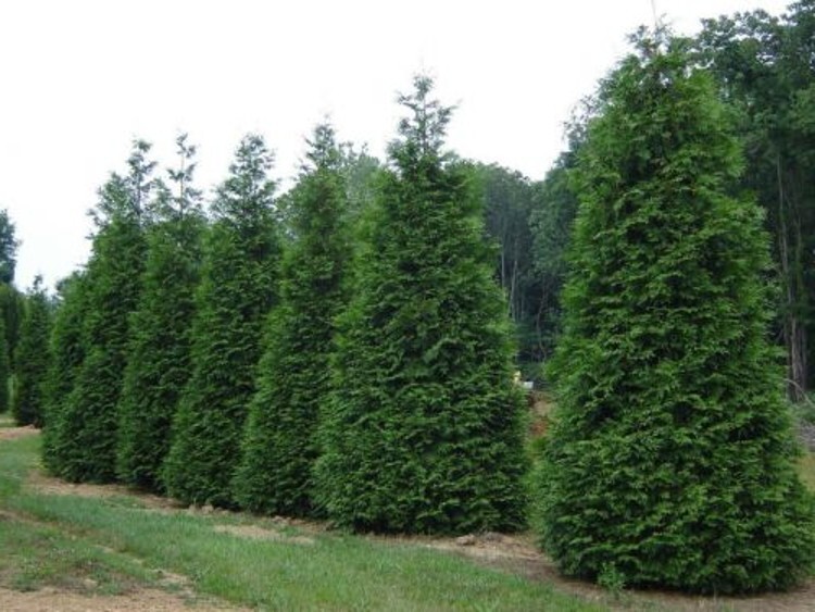 Arborvitaes Thujas Plicata 6-12″ Tall 10 Green Giant Gardens Live Plant 2.5″ Pot