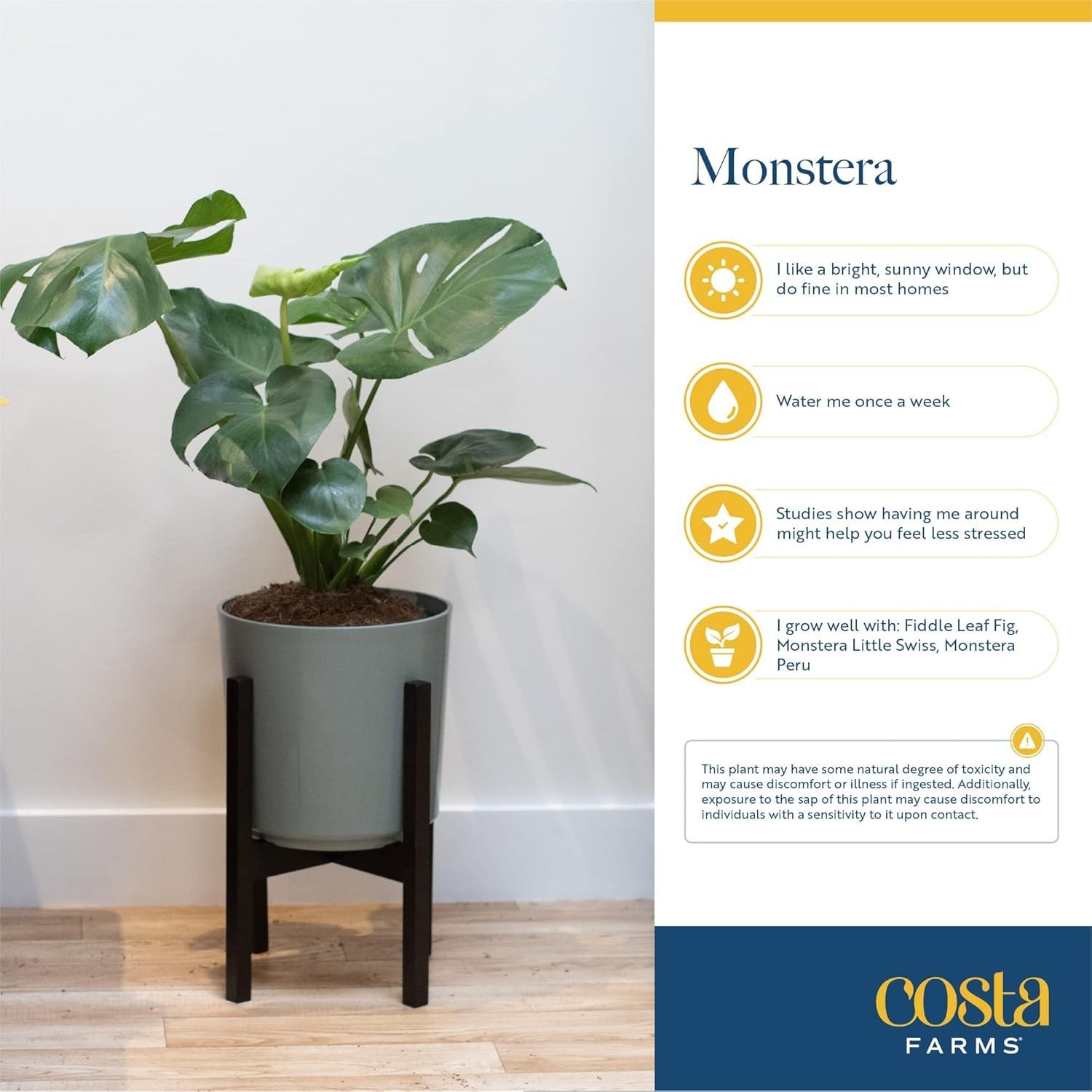 Costa Farms Monstera Swiss Cheese Live Plant In Plastic Pot Large Indoor