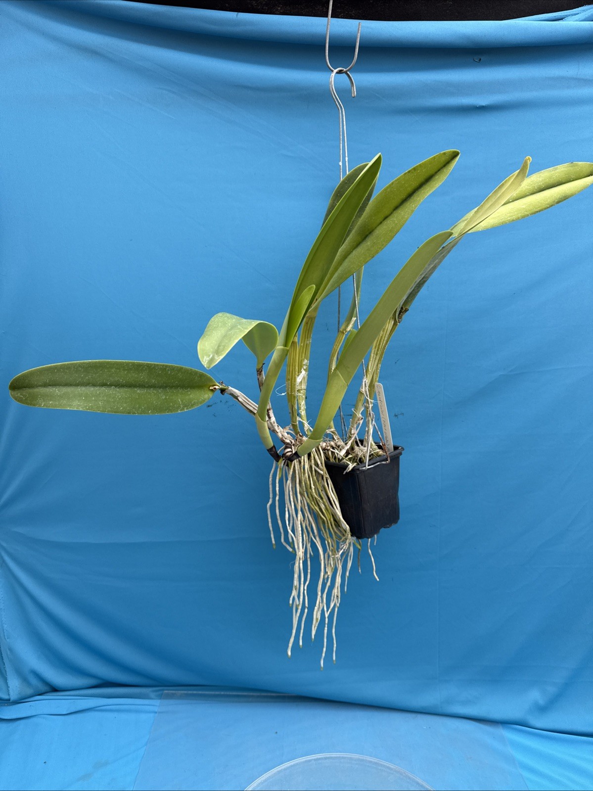 Cattleya quadricolor Orlata X Tipo Pink White Yellow Species 5” Pot 2 SHEATHS