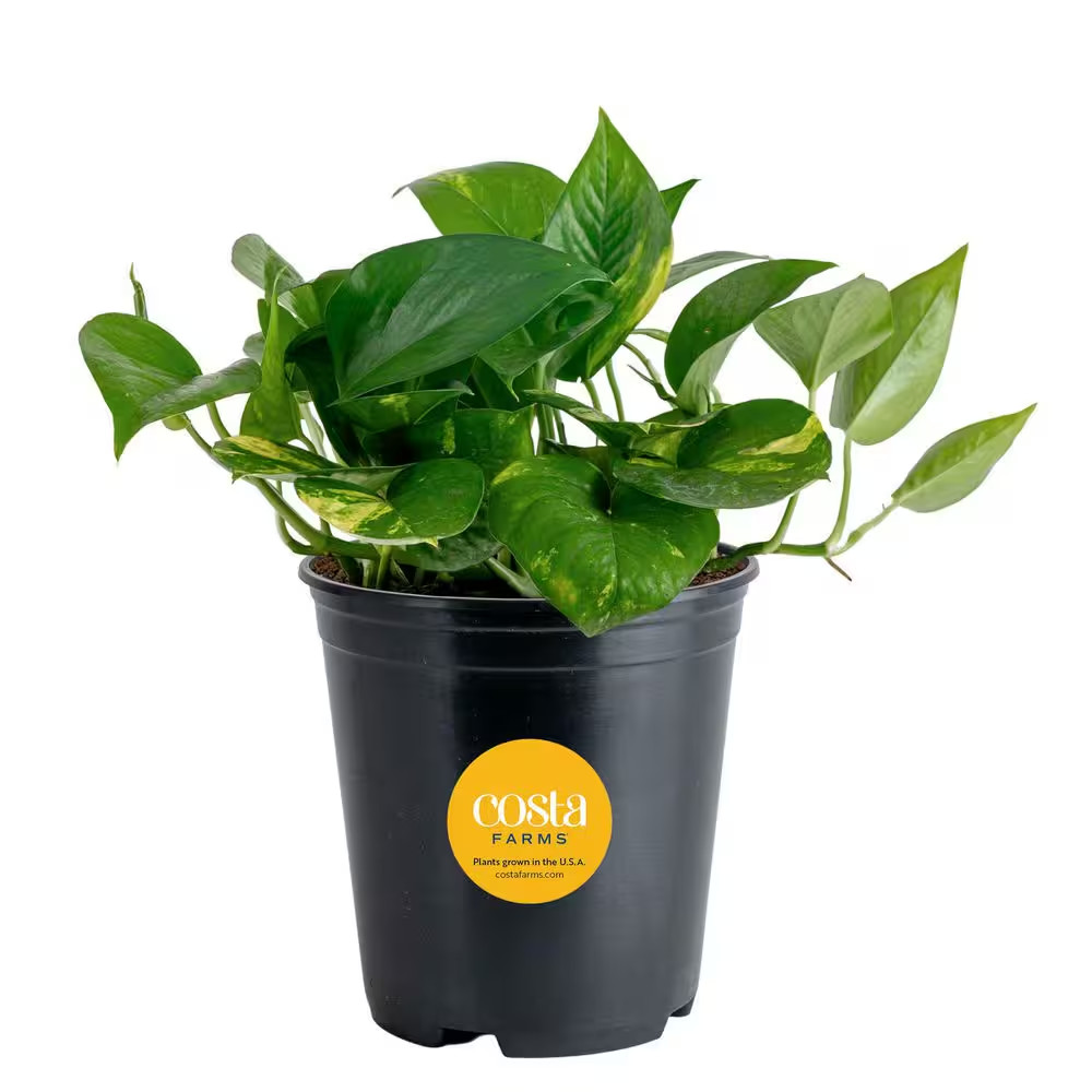 Golden Pothos Indoor Plant in 6 In. Grower Pot, Avg. Shipping Height 1-2 Ft. Tal