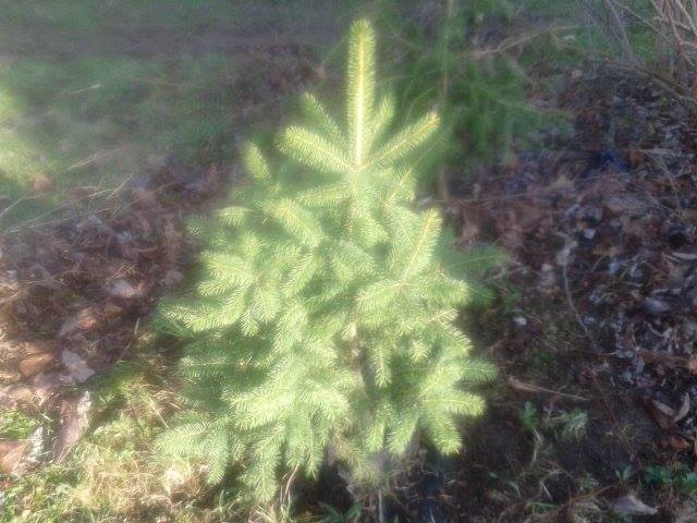 Hardy Fast Gorwing NORWAY SPRUCE 25″ to 36″ TALL Transplant Ships Spring ’25