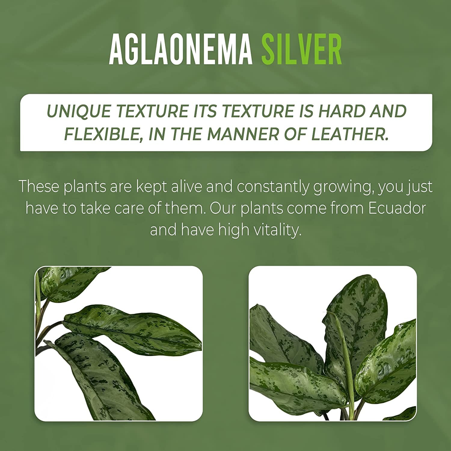 Aglaonema Silver (2pack) by LEAL PLANTS ECUADOR | Chinese Evergreen