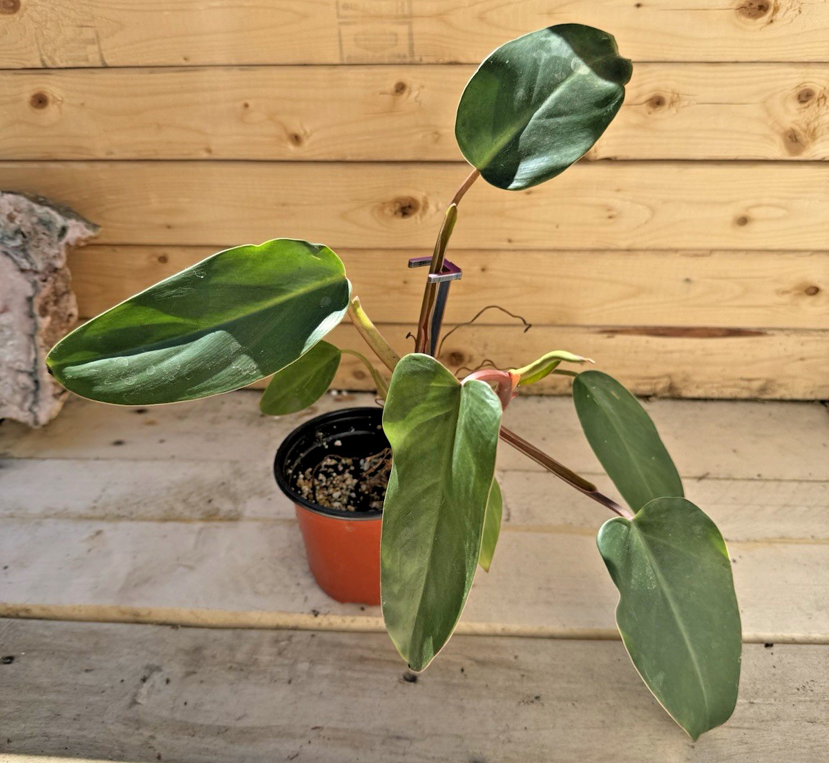 Red Emerald Philodendron – Rooted in 4 inch Pot – Gorgeous Plant!