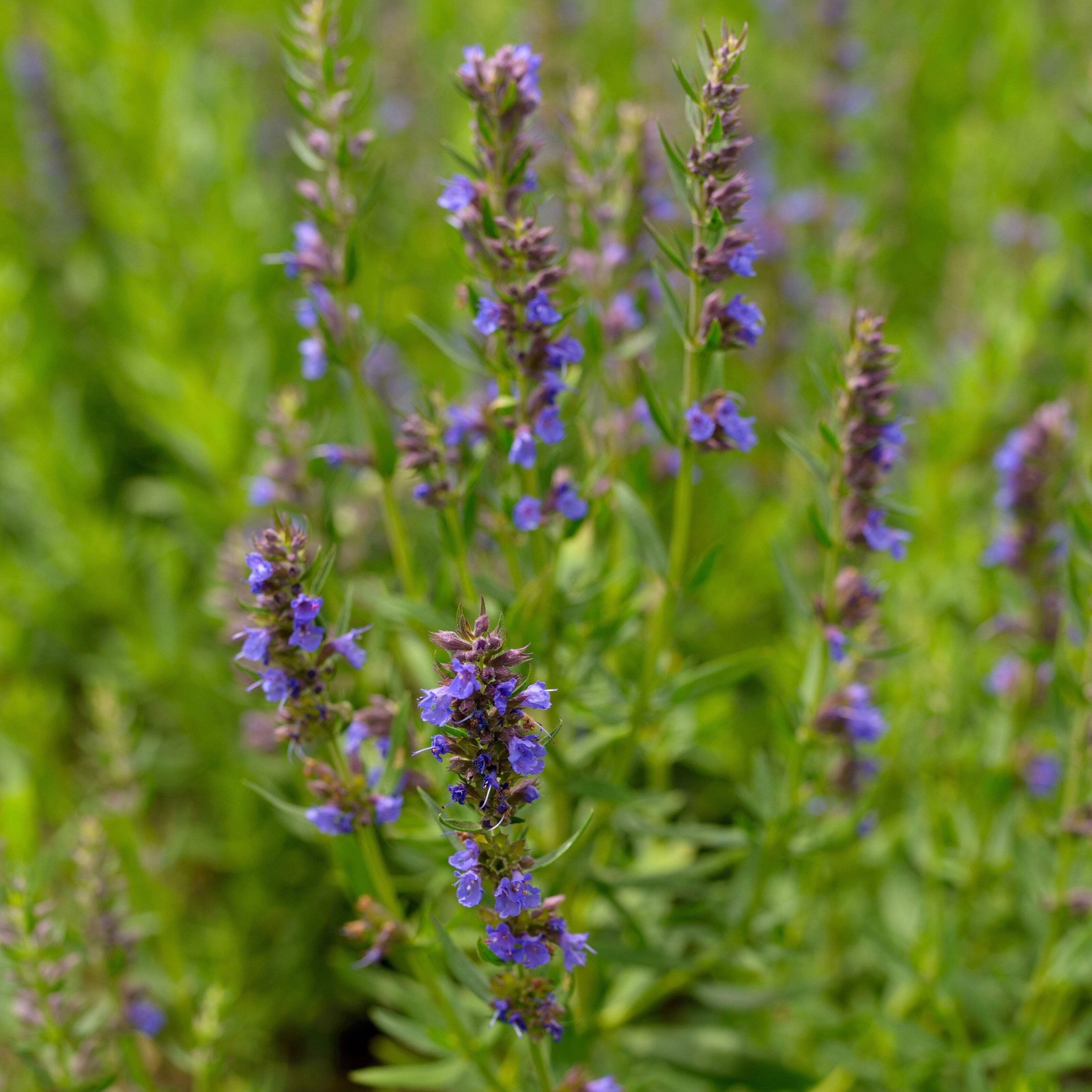 Official Hyssop Seeds (Hyssopus officinalis) ~Traditional Herb Pollinator Garden
