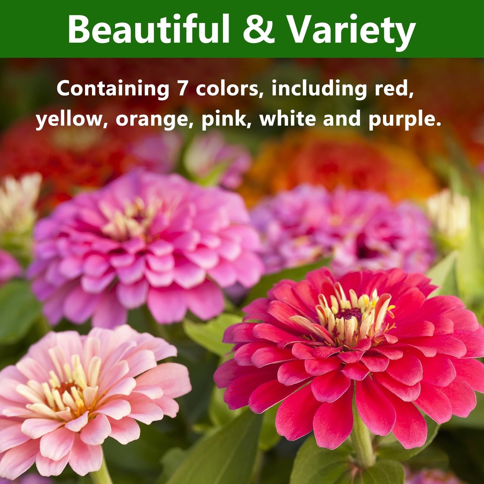 Zinnia Seeds for 2026, California Giant Zinnia Seeds Bulk, 10,000+ Double Dah…