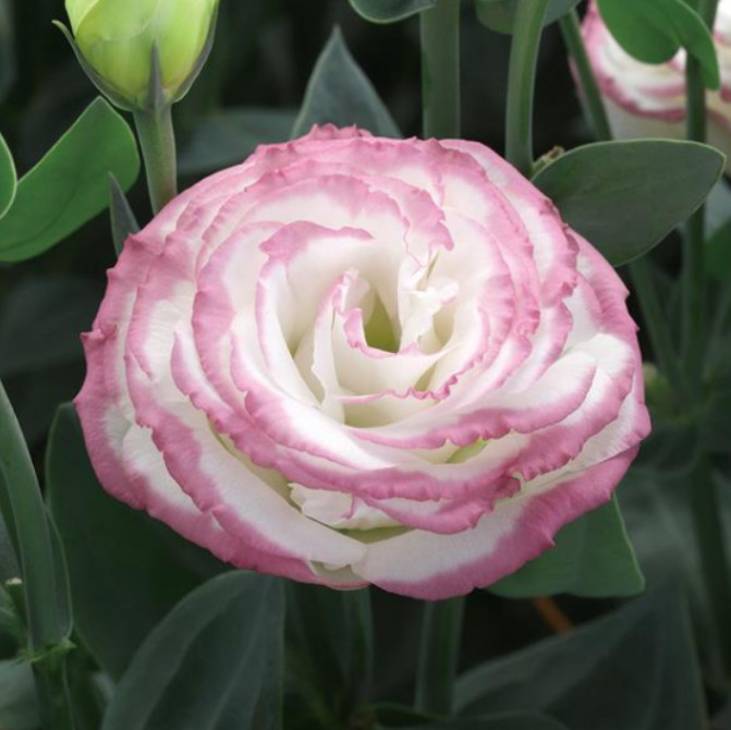 Echo Pink Picotee Lisianthus Plug Plant – 2-4″ Tall – Pink Edged Flowering Plant