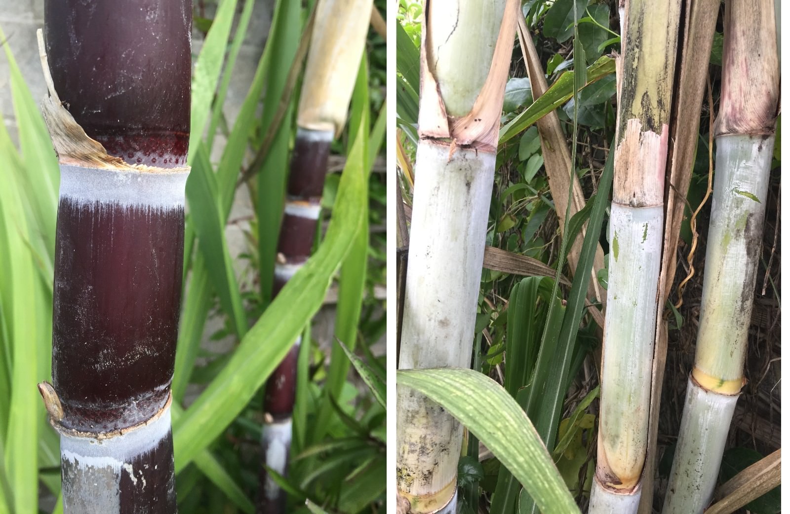 5 Sugarcane Cuttings Sugar Cane Plant, Ready To Root and Grow