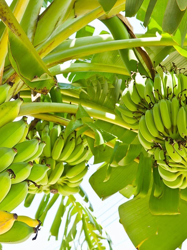 3 Double Mahoi Dwarf Banana Plant Live Starter Plug