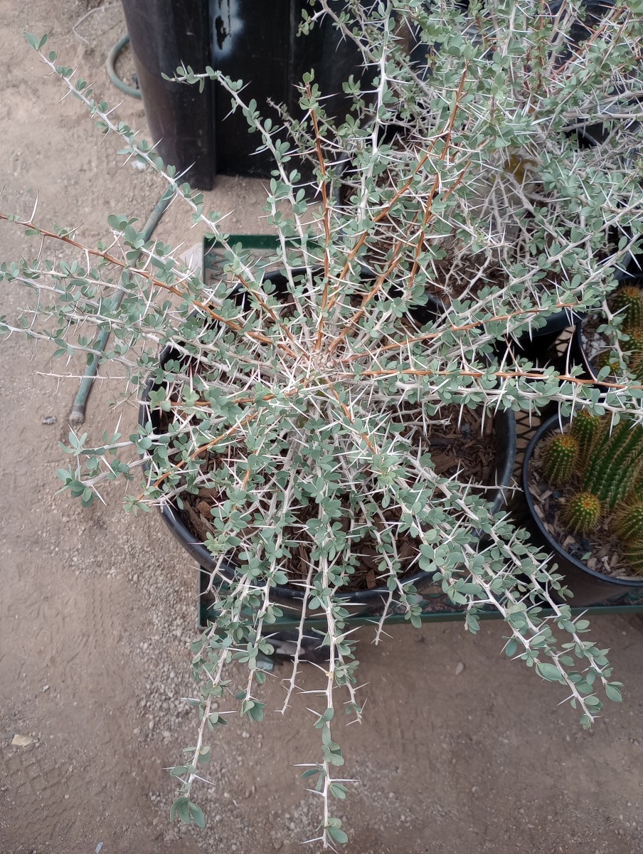 Boojum Tree Fouquieria columnaris Huge 6 Inch Wide Conical Truck Arizona Grown