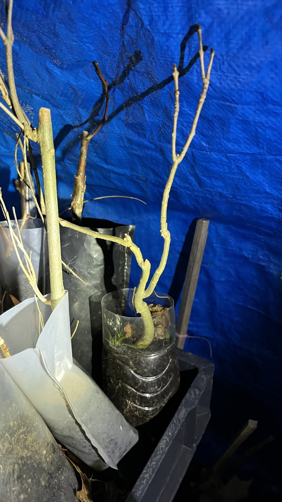 White A s h tree 1-2 ft tall bare root plant dormant