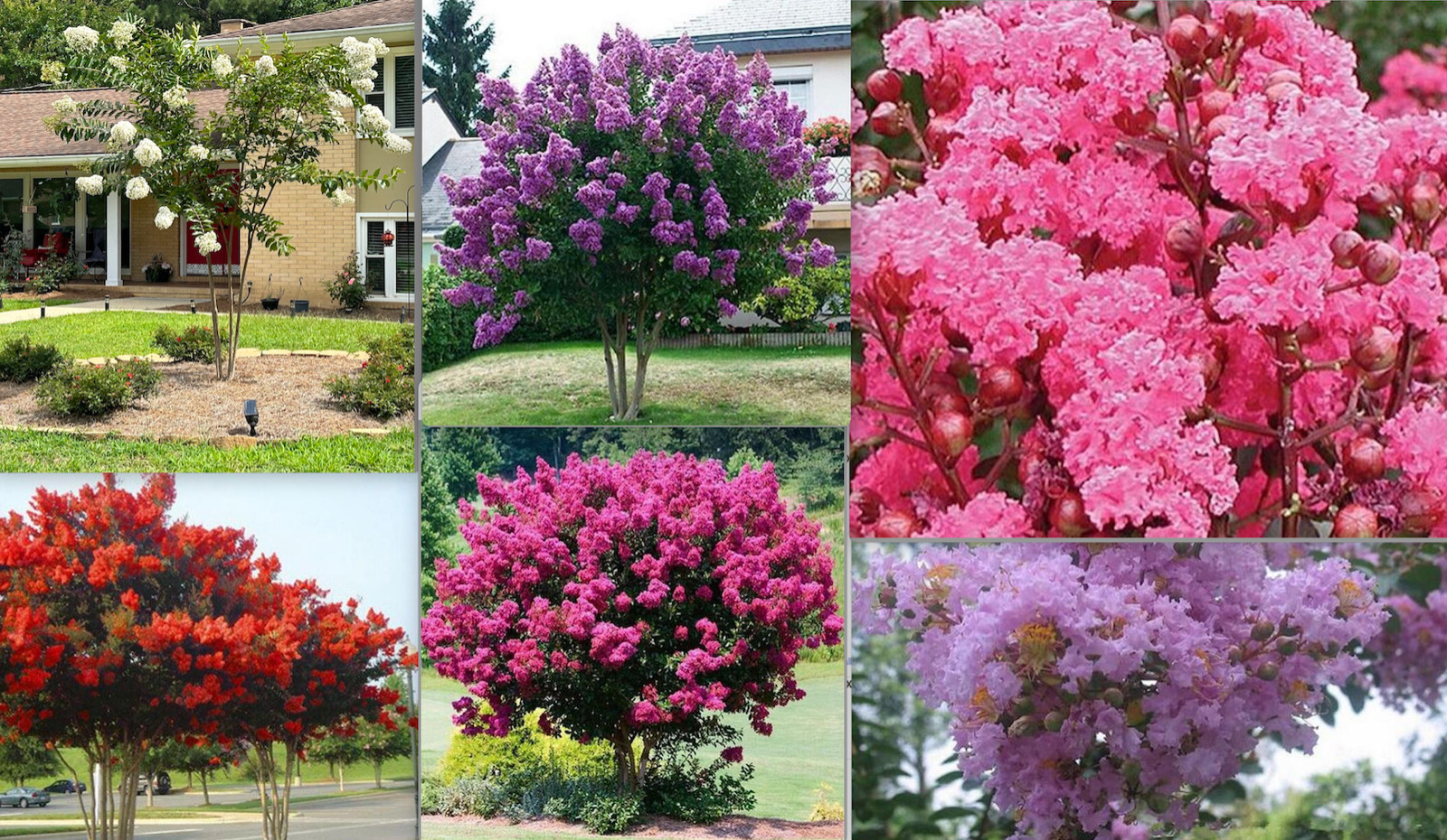 25pc CRAPE/CREPE MYRTLE SEEDS Garden Plant Flower Bloom USA seller FREE shipping