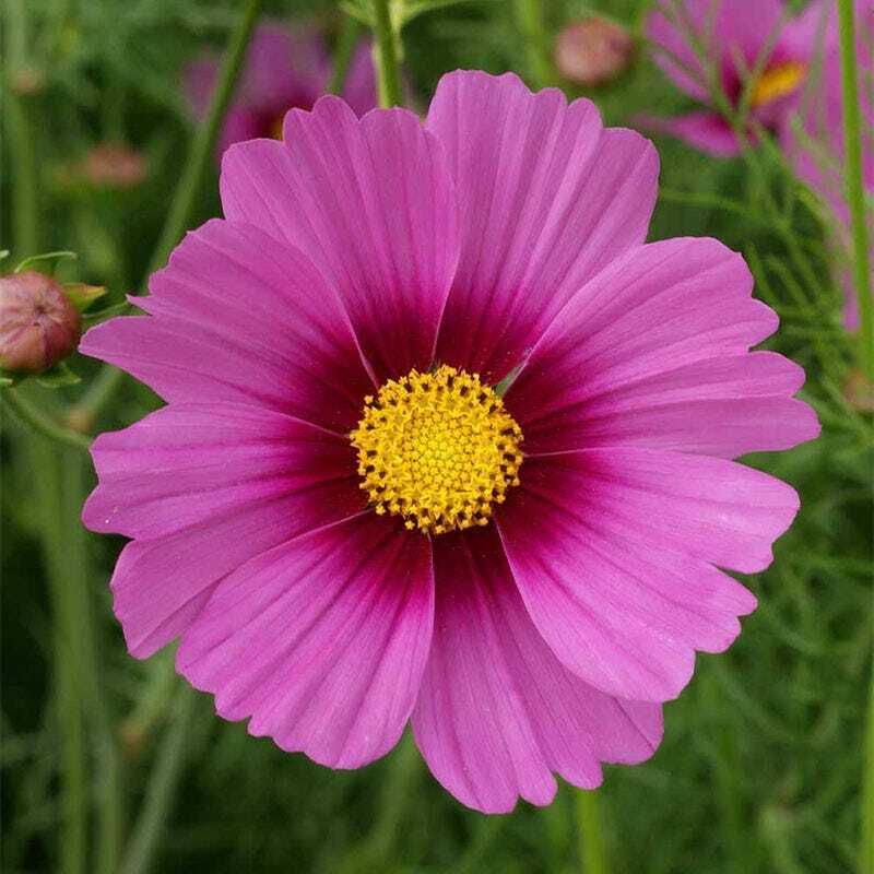 Cosmos RADIANCE Heirloom Mother Nature’s Seeds Pink Flowers Non-GMO 100 Seeds