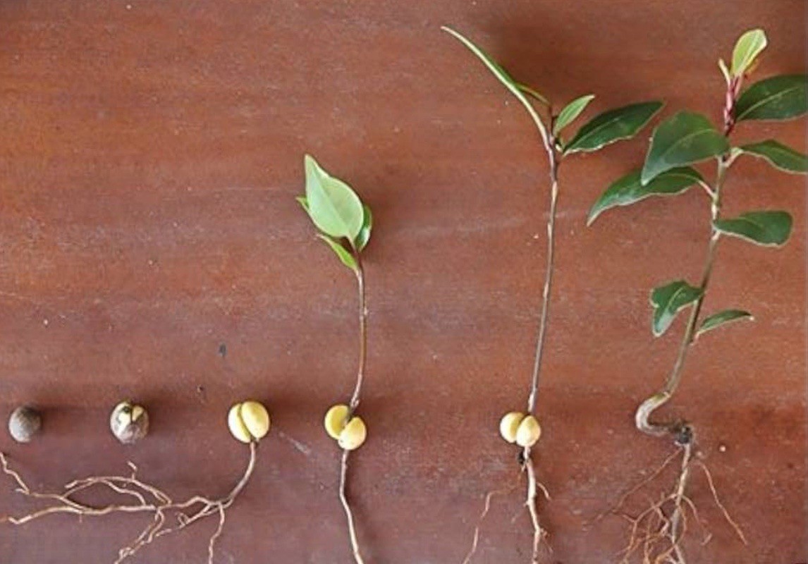 Laurus nobilis | Bay Laurel | Sweet-Bay I Bayleaf| 5_Seeds