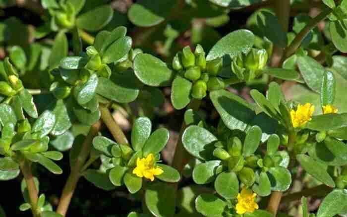 Portulaca Oleracea, Common Purslane, Pursley – 300 Seeds 2023 – USA