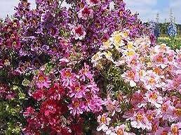 Mixed Butterfly Seeds ~ Angel Wings ~ Schianthus ~ Poor Man’s Orchid