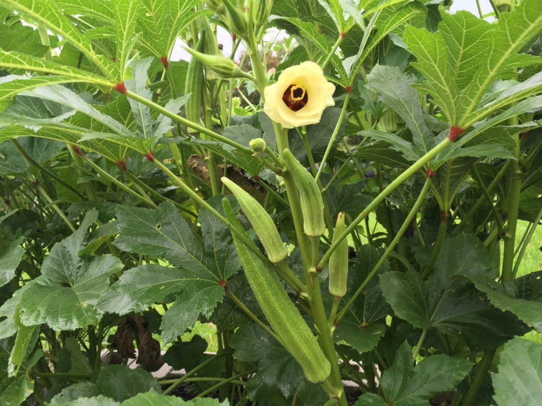 CLEMSON SPINELESS OKRA 10 SEEDS