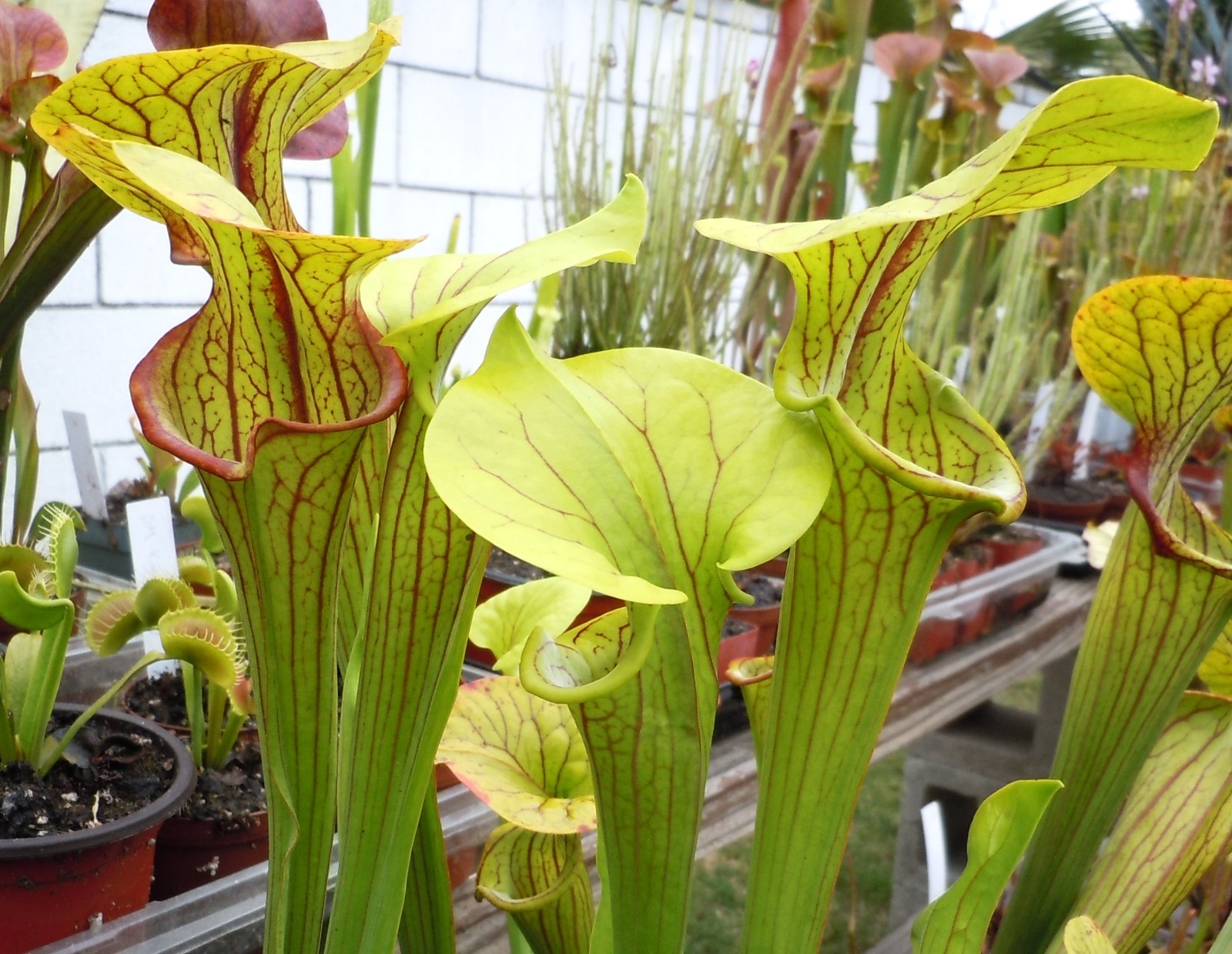 Live Carnivorous Plants – Sarracenia Reptilian Rose Sister (large size)