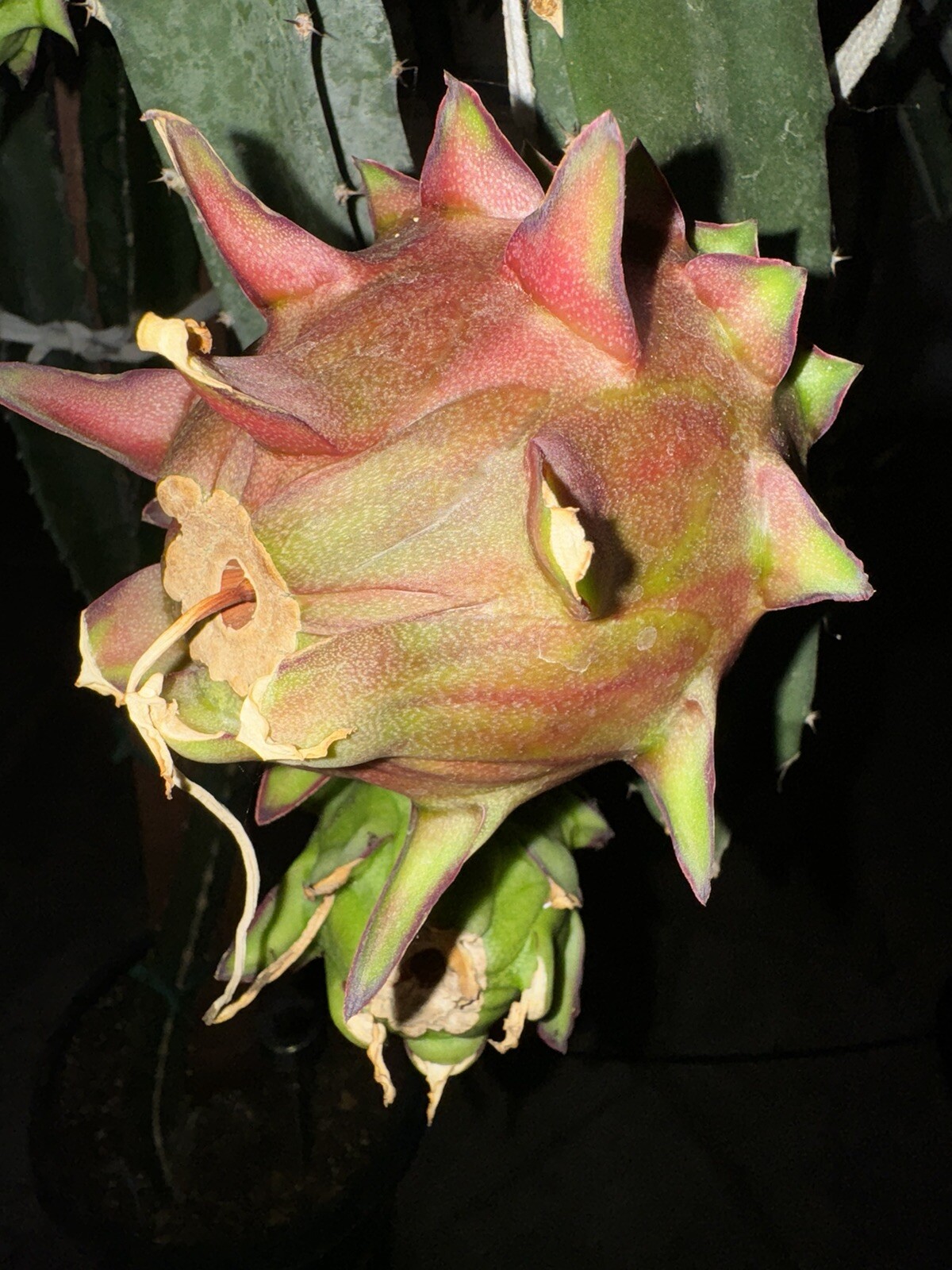 3 DRAGON FRUIT CUTTINGS 8-14 Inches check the description