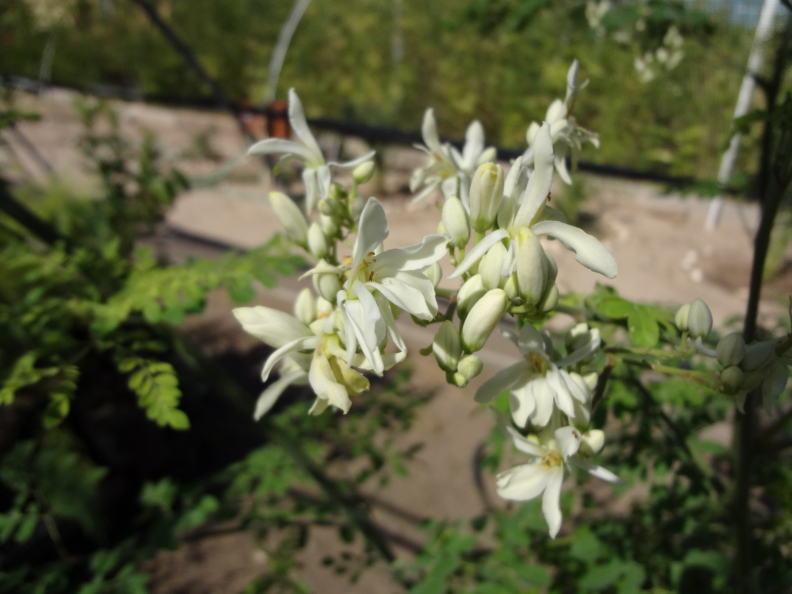 SUPER SPECIAL!! MORINGA Oleifera STX-2 Extremely Productive Organic-Grown SEEDS