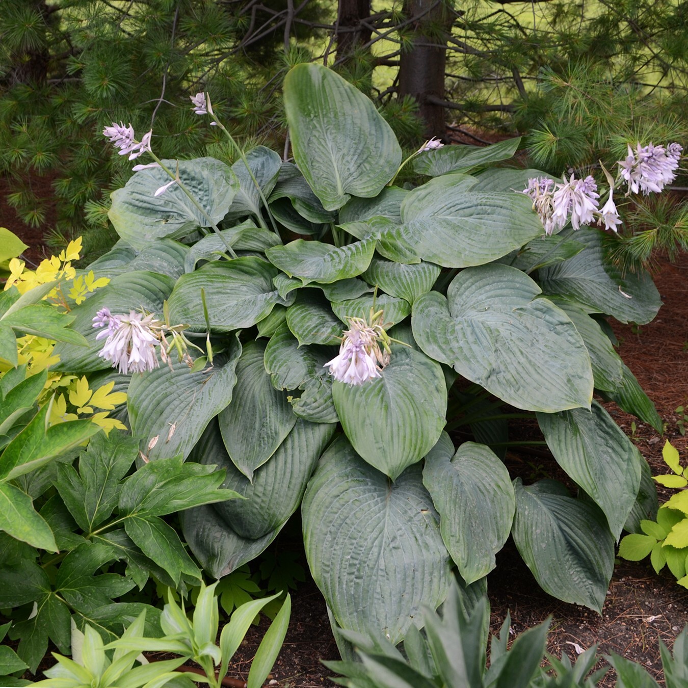 Hosta Empress Wu 5.25″ Pot Perennial Shade Proven Winners Hosta of the Year 2023