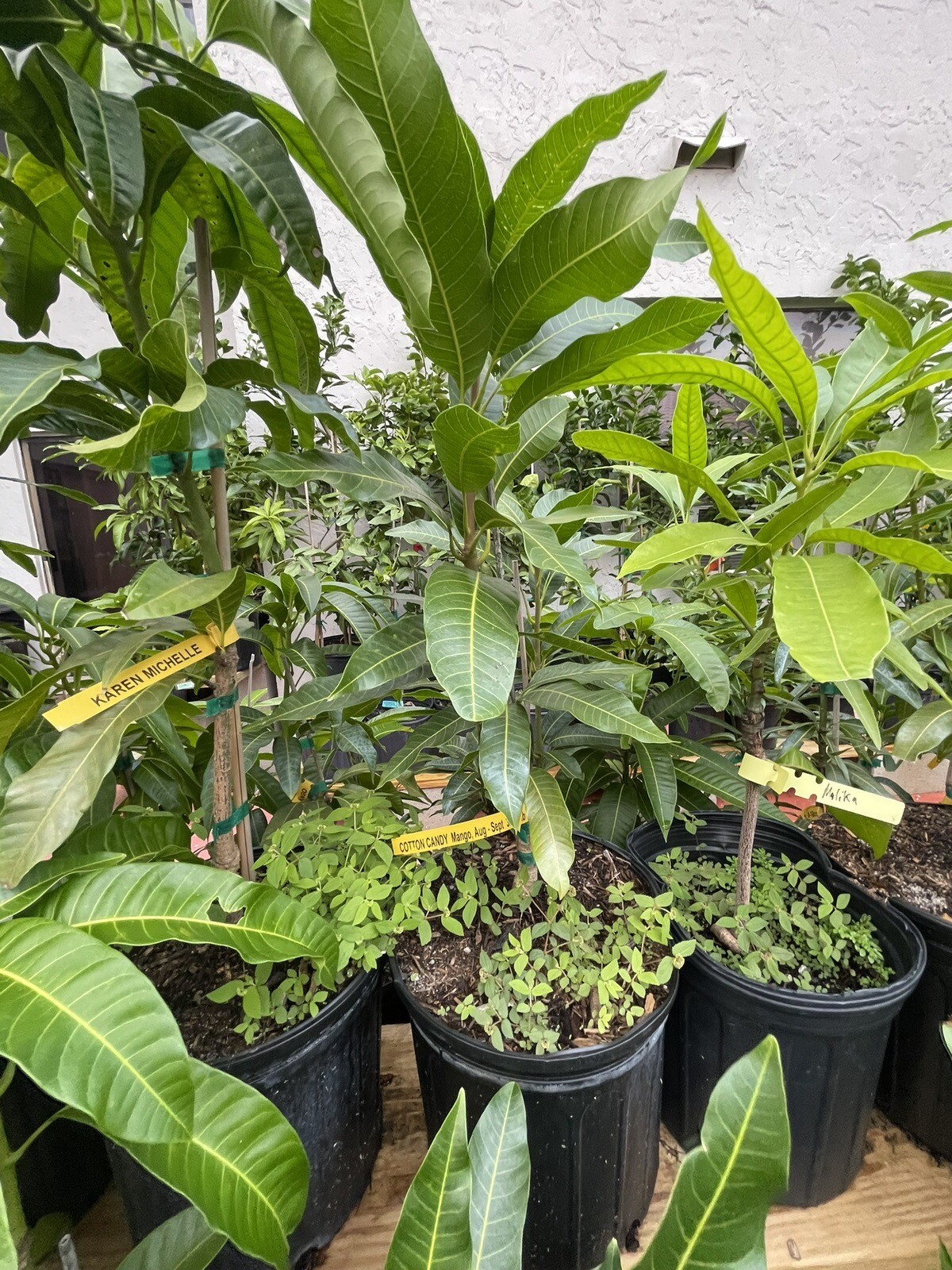 Grafted Zill Mango & Avocado 3 Gallon Trees Over 100 Varieties Coconut Cream M4