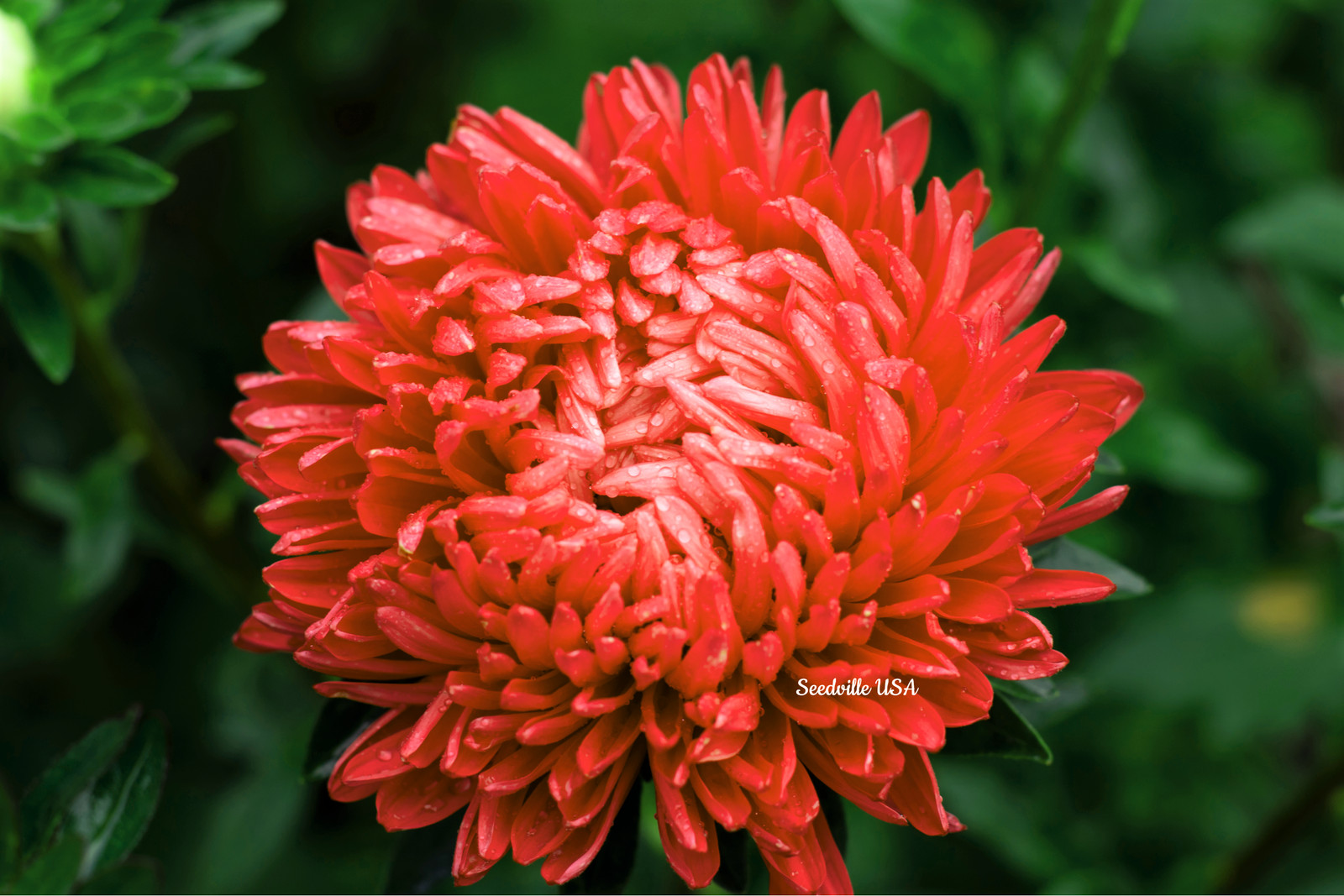 30 MIXED PAEONY ASTER Callistephus Peony Red Pink Blue Purple + Flower Seeds