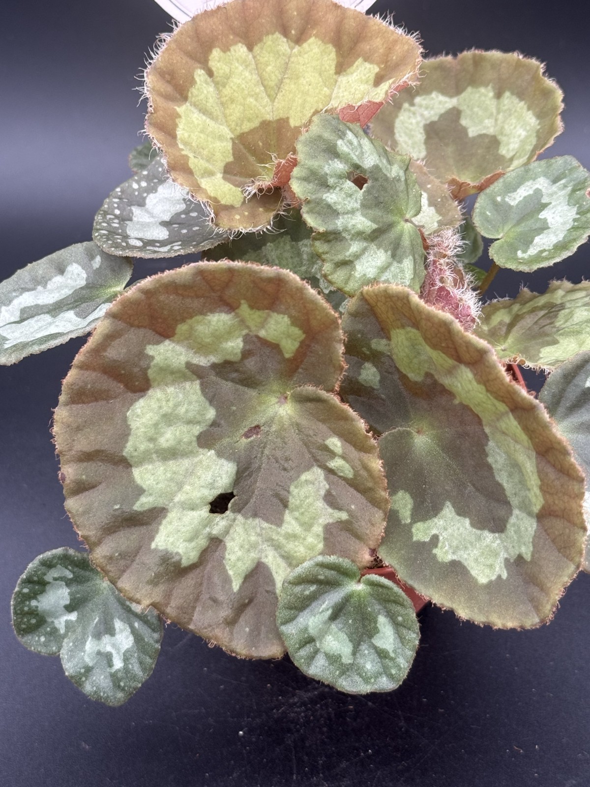Jingxiensis Var Mashanica Begonia – 4″ Pot Live Plant – Free Shipping