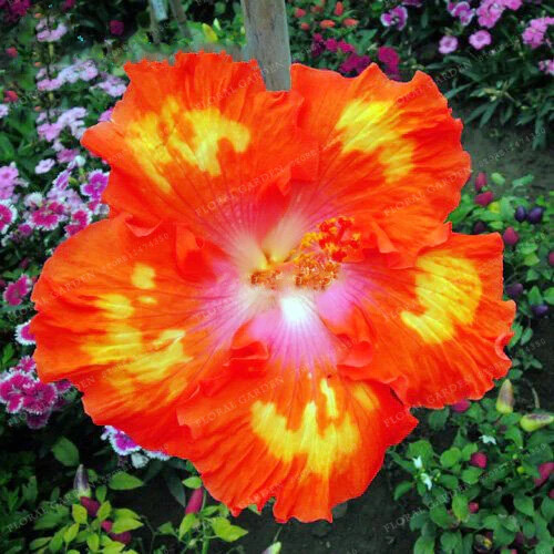 30pcs Rare Hibiscus Seeds – Rare Non-GMO Heirloom Variety for Your Garden