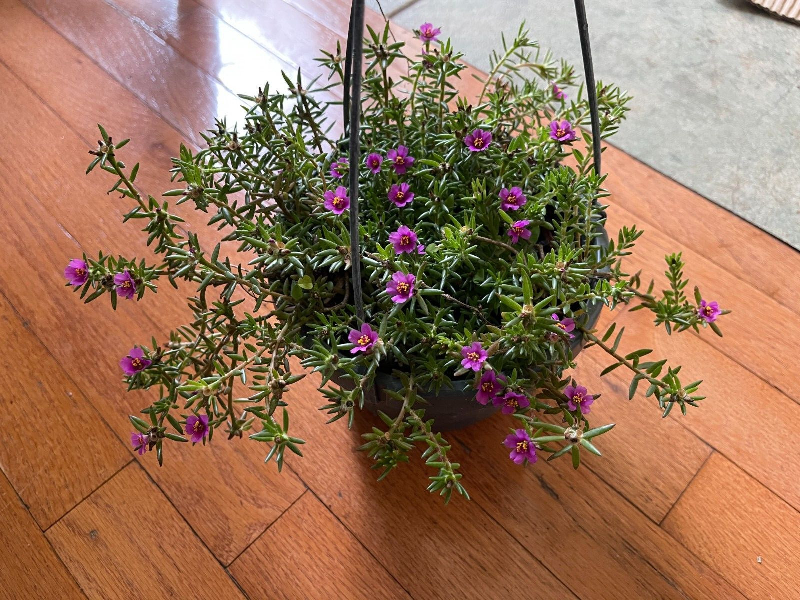 Teeny tiny, so pretty Portulaca Live plant Potted Moss Rose Purslane pot
