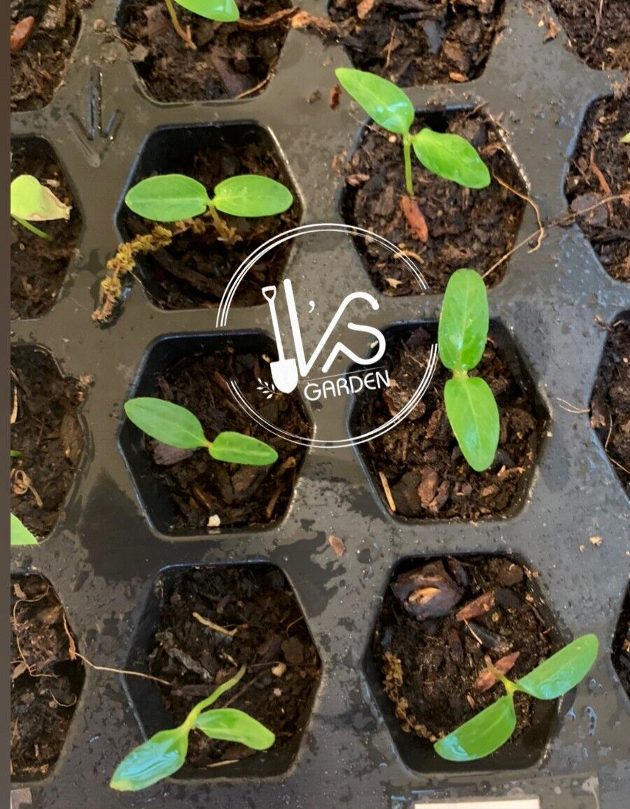 5 PCS RIVER LEAF VINE SEEDS , HAT LÁ GIANG |HIGH GERMINATION RATE 85%|