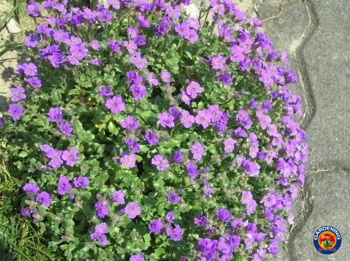 5,000 PURPLE ROCKCRESS Aubrieta Deltoidea Flower Seeds Ground Cover
