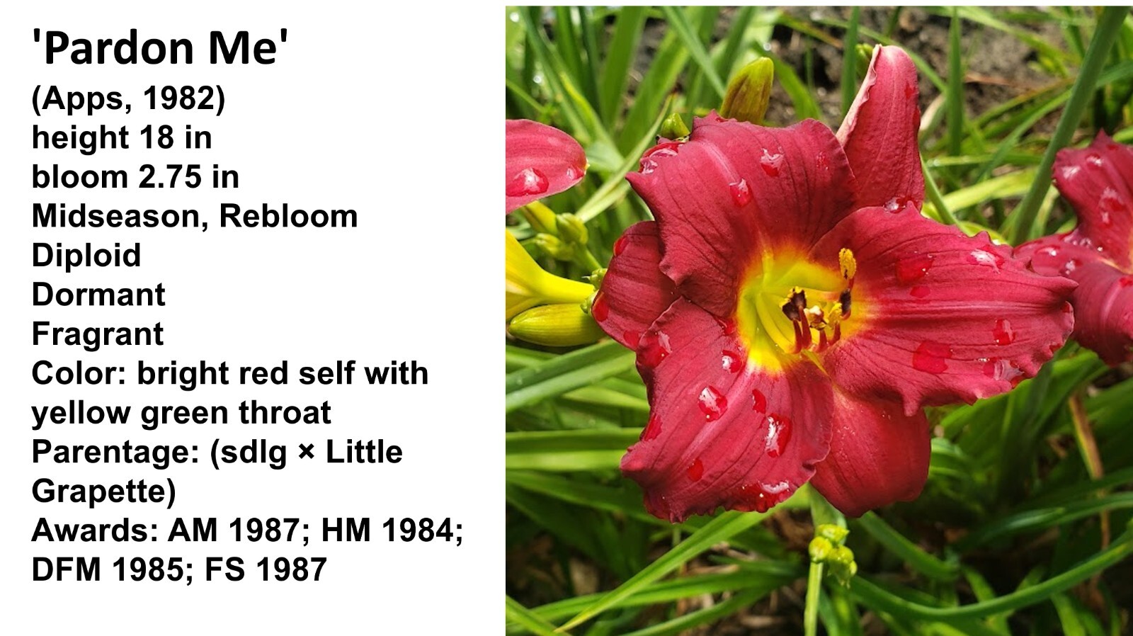 Daylily Seeds Pardon Me Reblooming Daylily Hemerocallis seeds 20+