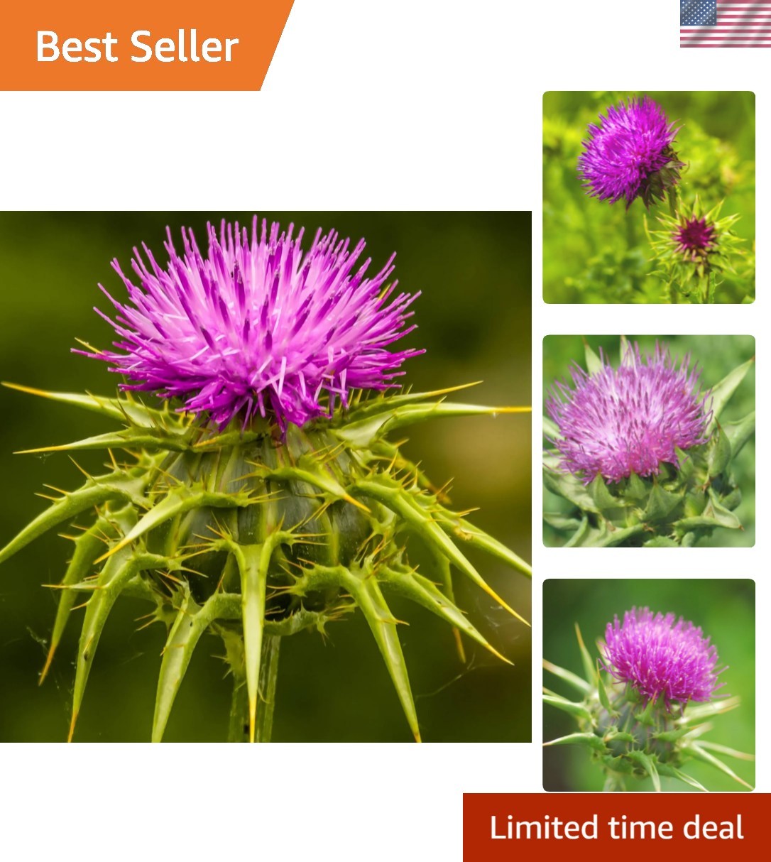 Eco-Friendly Milk Thistle Herb Seeds – 300 Seeds for Pollinator-Friendly Gardens