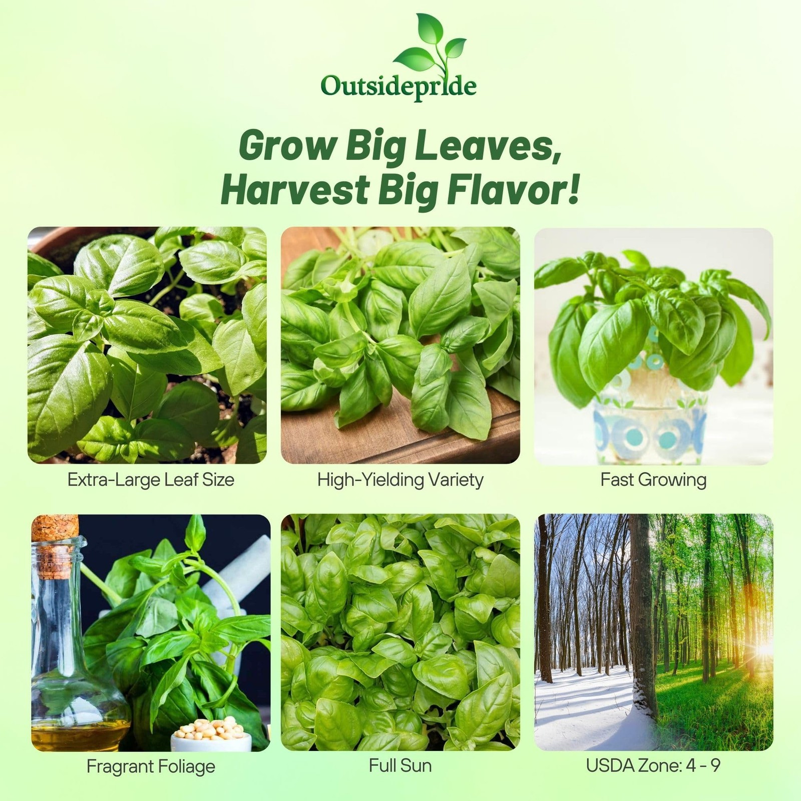 1 LB Basil Seed – Large Leaf Sweet Basil Herb Seeds