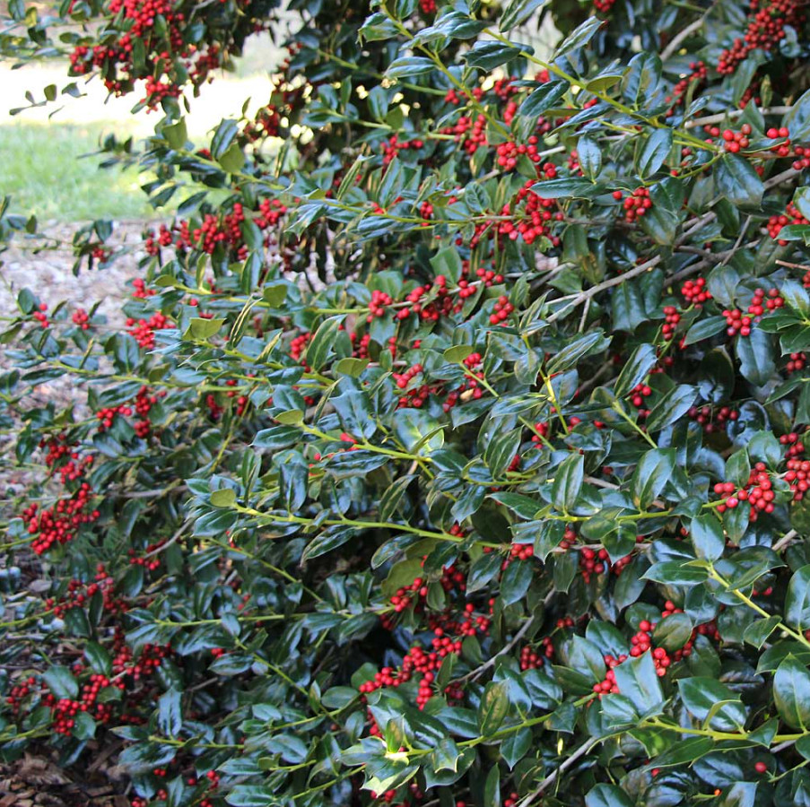 25 Live Nellie R. Stevens Holly Trees – 4–6” Tall – 3” Pot – Evergreen Shrubs