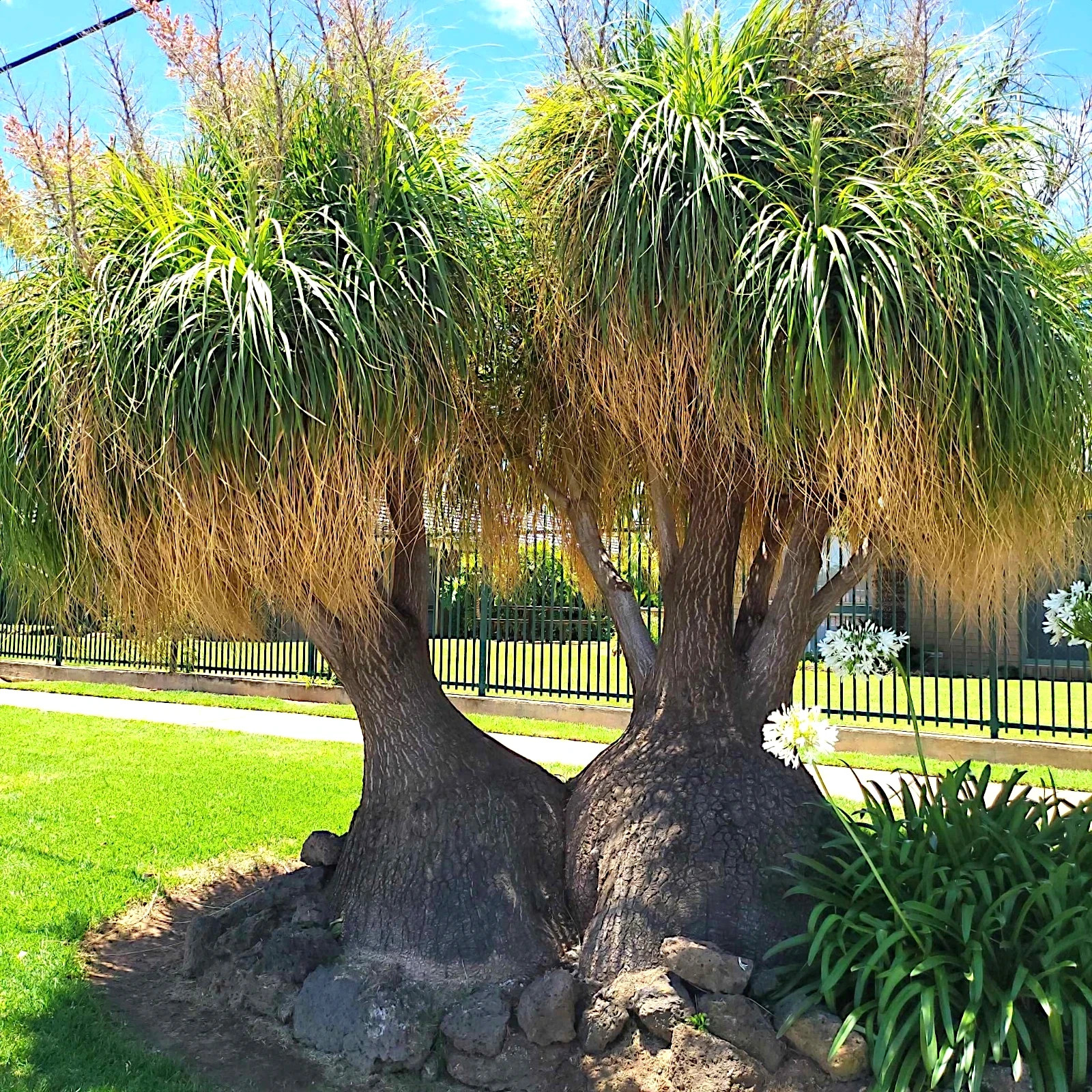 Ponytail Palm Tree Seeds (Beaucarnea recurvata) Elephant Foot Indoor House Plant