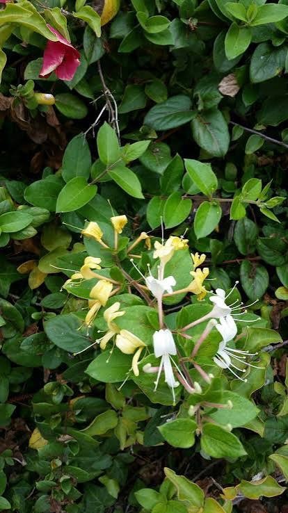 10 LIVE PLANTS WITH ROOTS HALL’S HONEYSUCKLE VINES